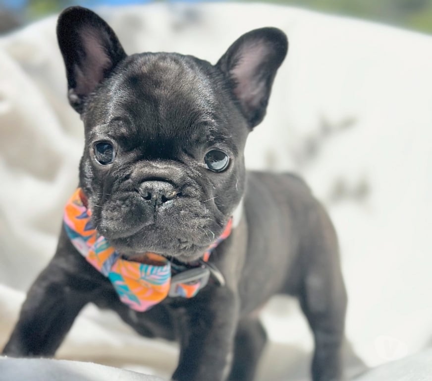 Gatos en Venta Santiago Las Condes - Fotos de Cachorros Bulldog Inglés Francés Paine 941176358