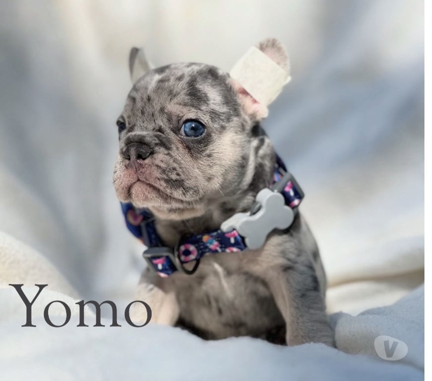 Gatos en Venta Santiago Las Condes - Fotos de Cachorros Bulldog Inglés & Francés Athenea Bulls 941176358