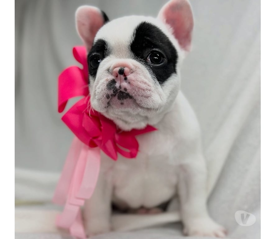 Gatos en Venta Santiago Las Condes - Fotos de Cachorros Bulldog Inglés Francés Paine 941176358