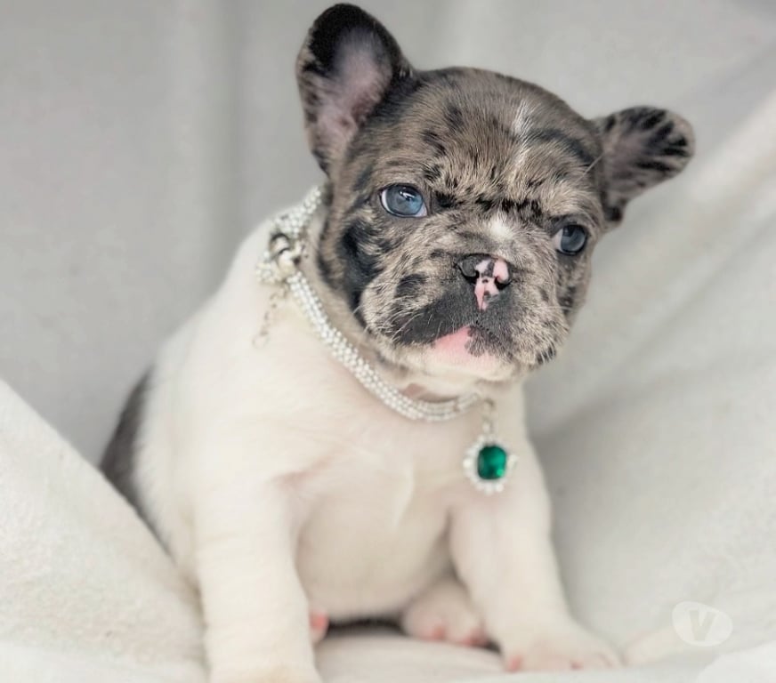 Gatos en Venta Santiago Las Condes - Fotos de Cachorros Bulldog Inglés Francés Paine 941176358