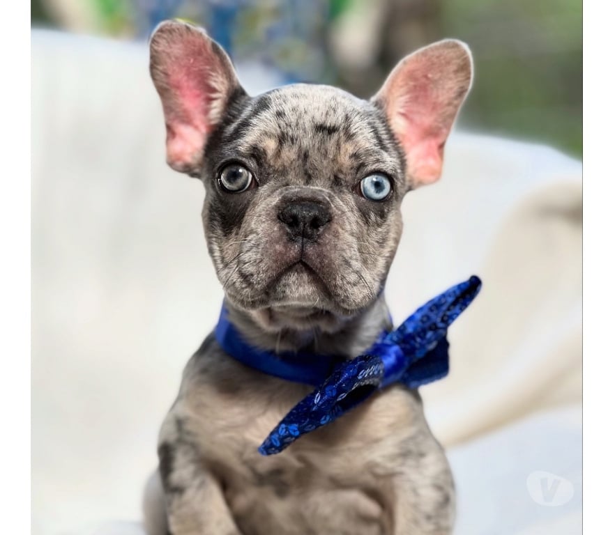 Gatos en Venta Santiago Las Condes - Fotos de Cachorros Bulldog Inglés Francés Paine 941176358