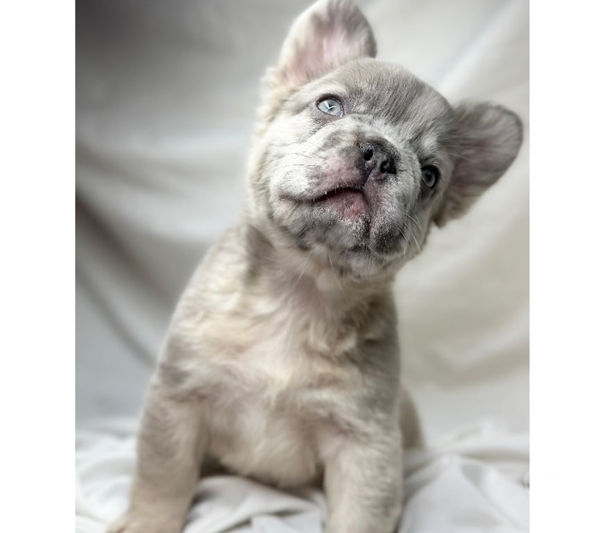 Gatos en Venta Santiago Las Condes - Fotos de Cachorros Bulldog Inglés & Francés Athenea Bulls 941176358