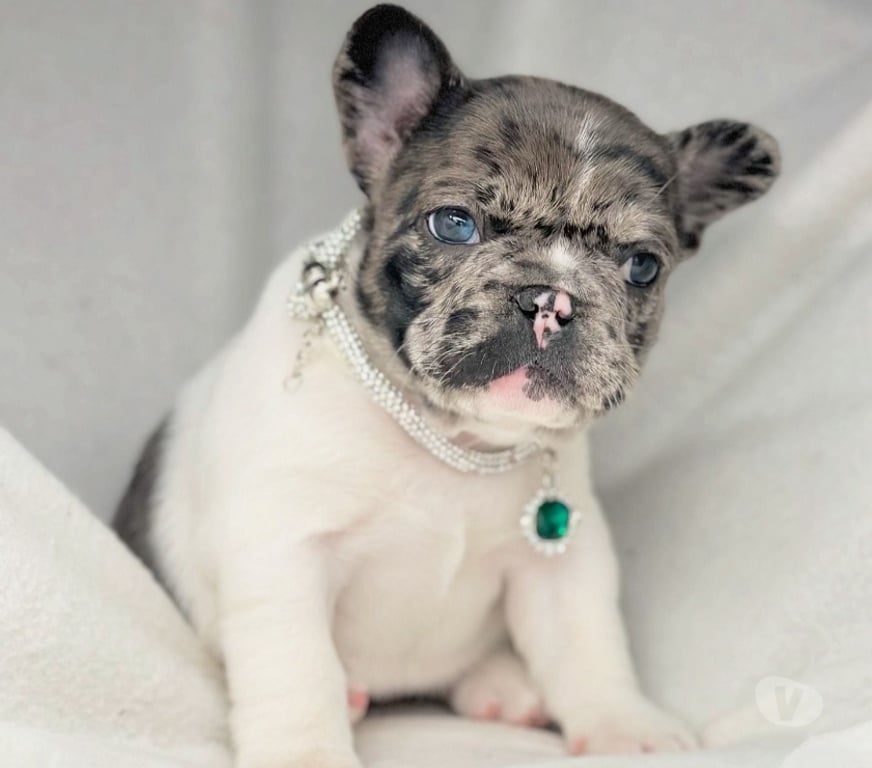 Gatos en Venta Santiago Las Condes - Fotos de Cachorros Bulldog Inglés & Francés Athenea Bulls 941176358