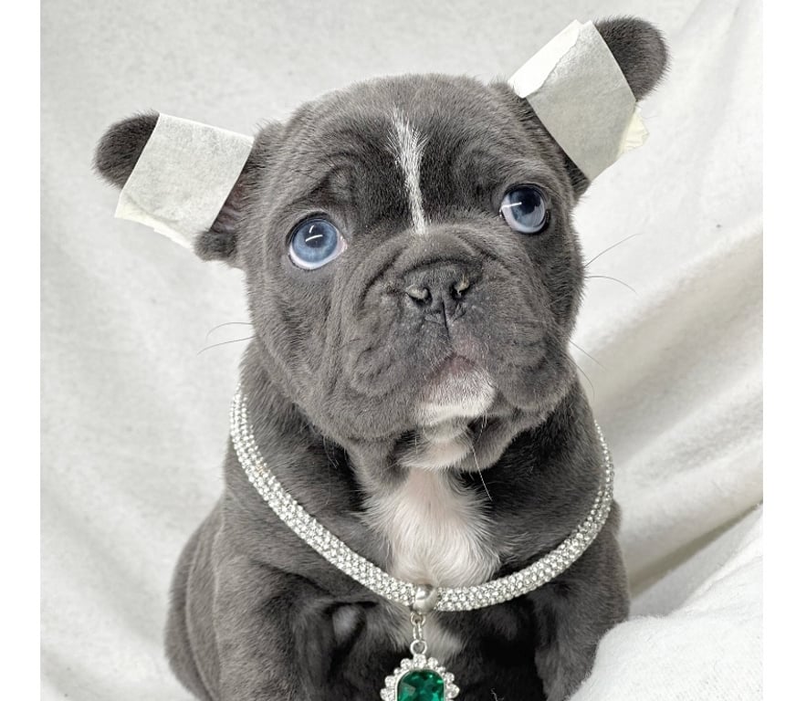 Gatos en Venta Santiago Las Condes - Fotos de Cachorros Bulldog Inglés Francés Paine 941176358