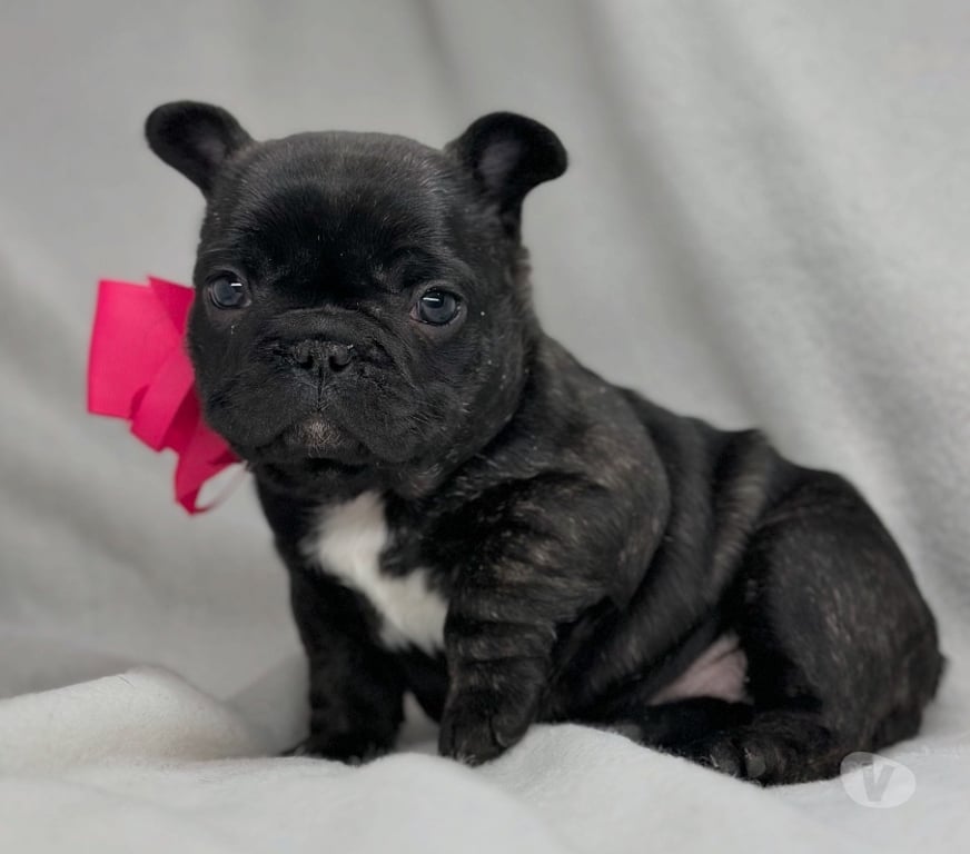 Gatos en Venta Santiago Las Condes - Fotos de Cachorros Bulldog Inglés Francés Paine 941176358