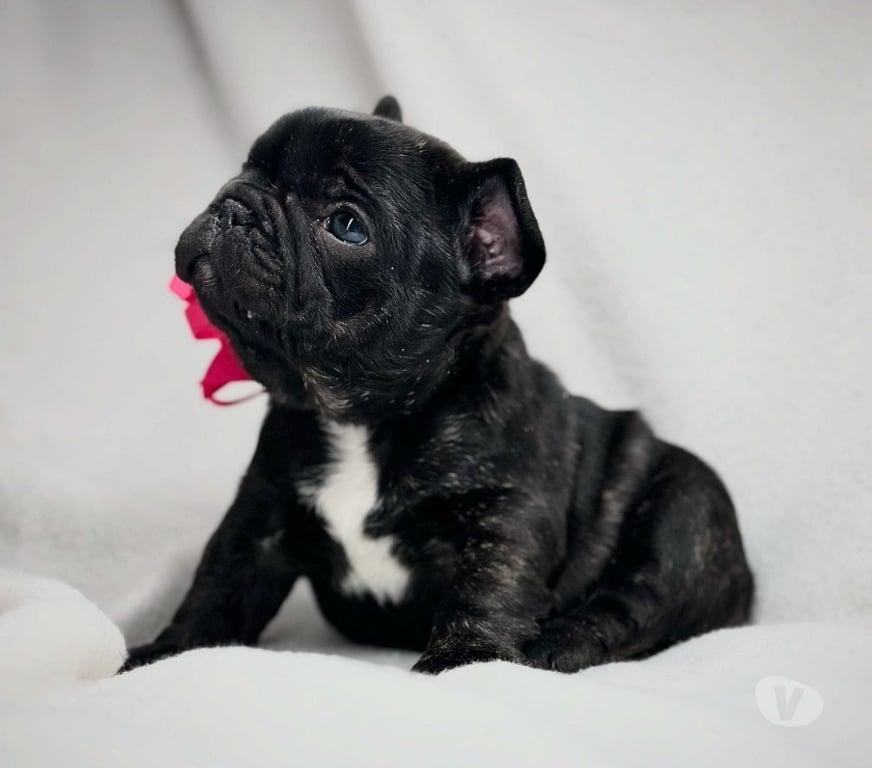 Gatos en Venta Santiago Las Condes - Fotos de Cachorros Bulldog Inglés & Francés Athenea Bulls 941176358