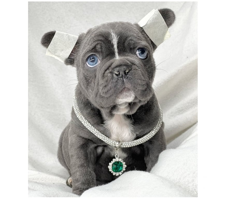 Gatos en Venta Santiago Las Condes - Fotos de Cachorros Bulldog Inglés & Francés Athenea Bulls 941176358