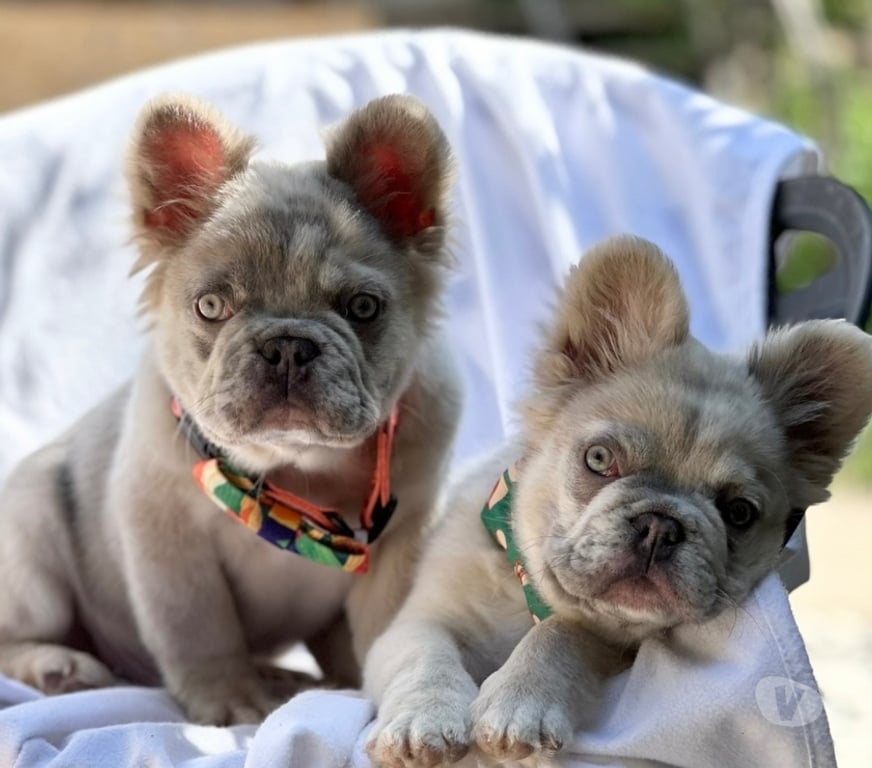 Gatos en Venta Santiago Las Condes - Fotos de Cachorros Bulldog Inglés Francés Paine 941176358