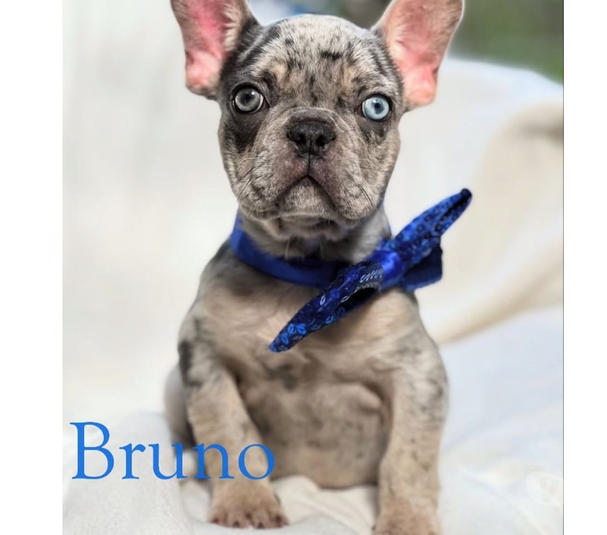 Gatos en Venta Santiago Las Condes - Fotos de Cachorros Bulldog Inglés & Francés Athenea Bulls 941176358