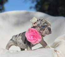 Cachorros Bulldog Inglés & Francés Athenea Bulls 941176358