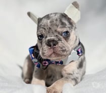 Mascotas en Venta Las Condes Santiago - Fotos de Cachorros Bulldog Inglés Francés Paine 941176358