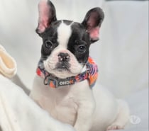 Mascotas en Venta Las Condes Santiago - Fotos de Cachorros Bulldog Inglés Francés Paine 941176358