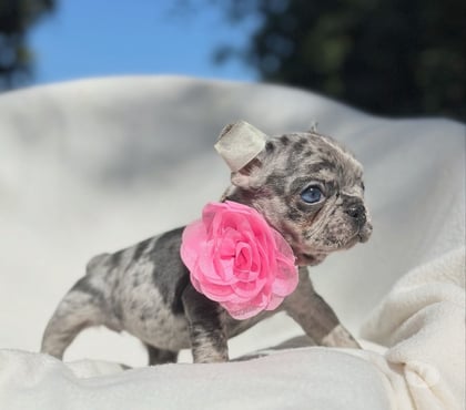 Mascotas en Venta Las Condes Santiago - Fotos de Cachorros Bulldog Inglés & Francés Athenea Bulls 941176358