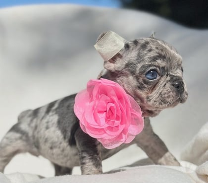 Mascotas en Venta Las Condes Santiago - Fotos de Cachorros Bulldog Inglés Francés Paine 941176358