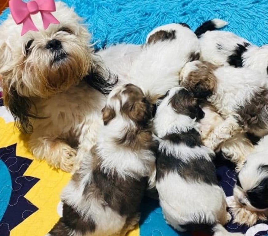 Gatos en Venta Antofagasta Antofagasta - Fotos de Cachorritos Shih Tzu