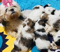 Cachorritos Shih Tzu
