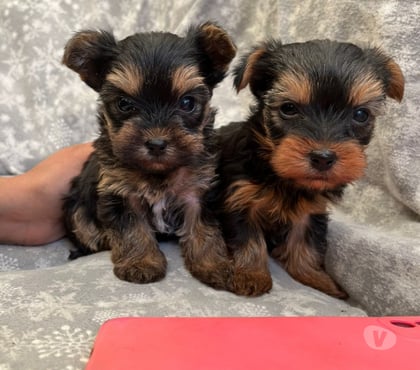 Gatos en Venta Cerrillos Santiago - Fotos de Hermosos yorkshire
