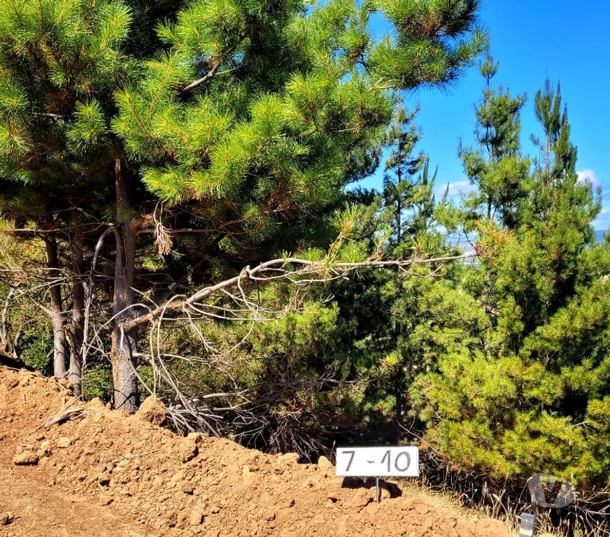 Venta de Haciendas Colchagua Lolol - Fotos de Oferta: parcelas 5.000 m² en cerro Lolol, rut