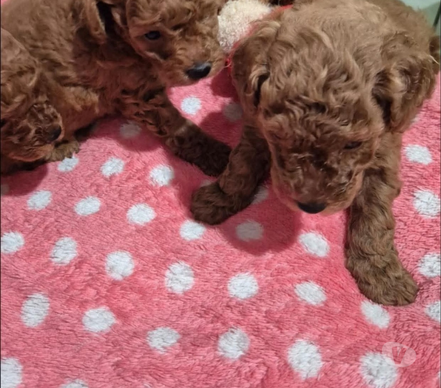 Gatos en Venta Curicó Curicó - Fotos de Hermosos poodle minitoy