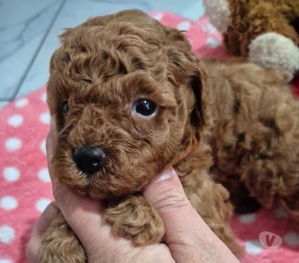 Mascotas en Venta Curicó Curicó - Fotos de Hermosos poodle minitoy