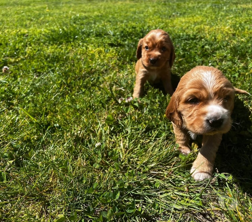 Gatos en Venta Santiago Santiago - Fotos de Cocker spaniel vacunados