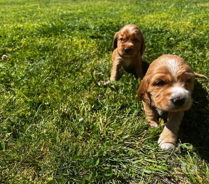 Gatos en Venta Santiago Santiago - Fotos de Cocker spaniel vacunados