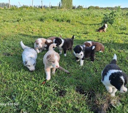 Gatos en Venta Santiago Santiago - Fotos de Border collie bellos colores