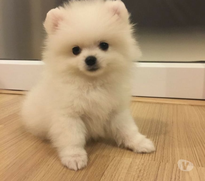 Gatos en Venta Santiago Vitacura - Fotos de Cachorros pomeranio mini lulu