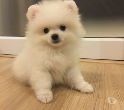 Gatos en Venta Vitacura Santiago - Fotos de Cachorros pomeranio mini lulu