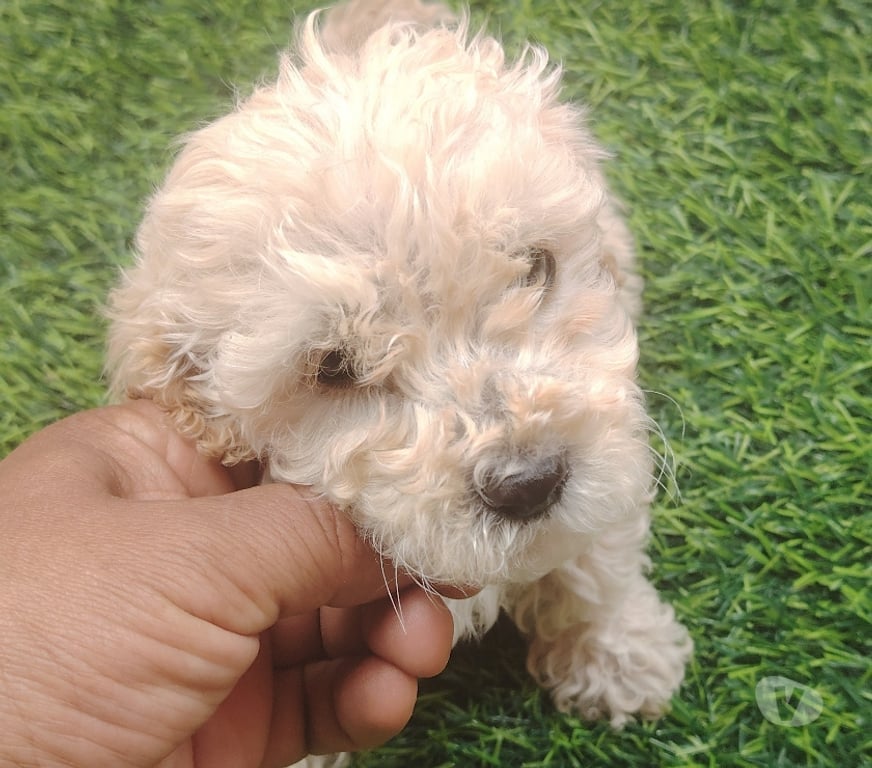 Gatos en Venta Santiago Quilicura - Fotos de Venta de cachorro raza pequeña golden pudol