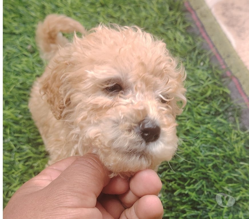 Gatos en Venta Santiago Quilicura - Fotos de Venta de cachorro raza pequeña golden pudol