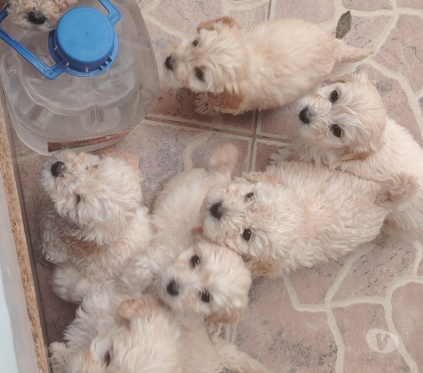 Gatos en Venta Santiago Quilicura - Fotos de Venta de cachorro raza pequeña golden pudol