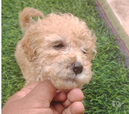 Mascotas en Chile Quilicura Santiago - Fotos de Venta de cachorro raza pequeña golden pudol