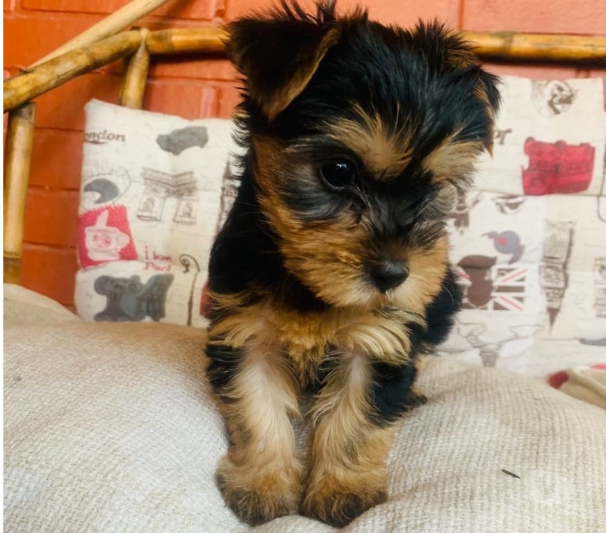 Gatos en Venta Santiago La Florida - Fotos de Hermosos yorkshire terrier toy🧸