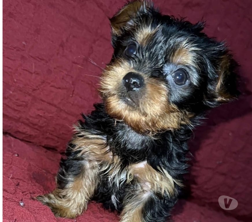 Gatos en Venta Santiago La Florida - Fotos de Hermosos yorkshire terrier toy🧸