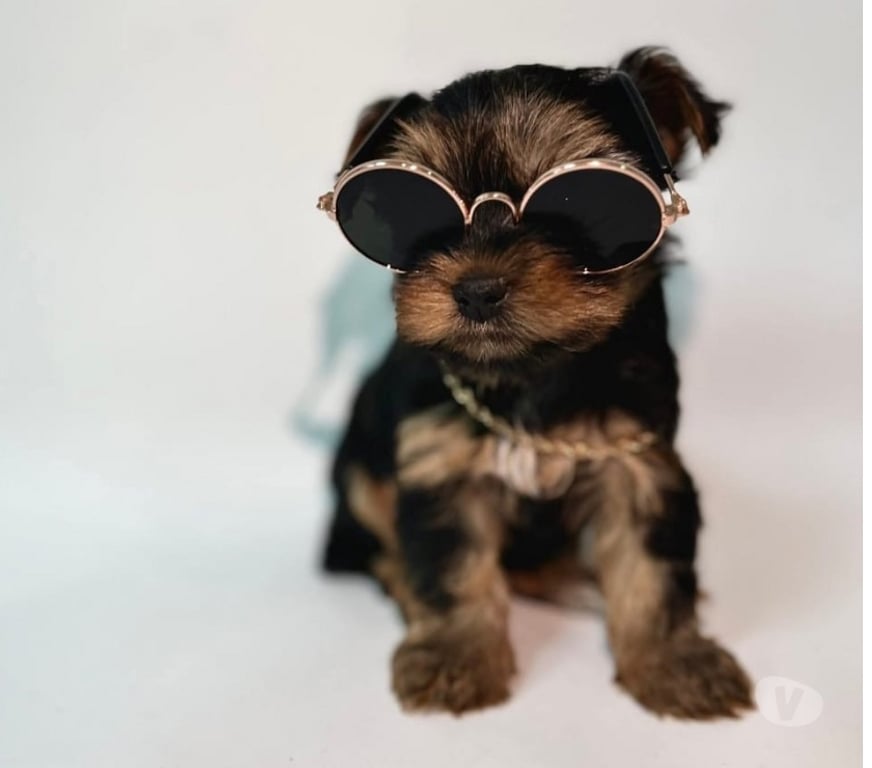 Gatos en Venta Santiago La Florida - Fotos de Hermosos yorkshire terrier toy🧸