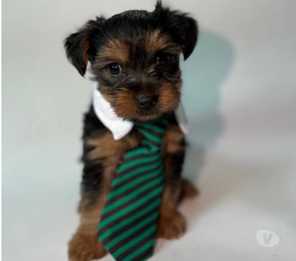 Gatos en Venta La Florida Santiago - Fotos de Hermosos yorkshire terrier toy🧸