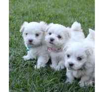 Perros en Venta Las Condes Santiago - Fotos de Hermosos maltes chile ENANOS!