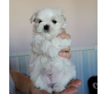 Perros en Venta Las Condes Santiago - Fotos de Hermosos maltes chile ENANOS!