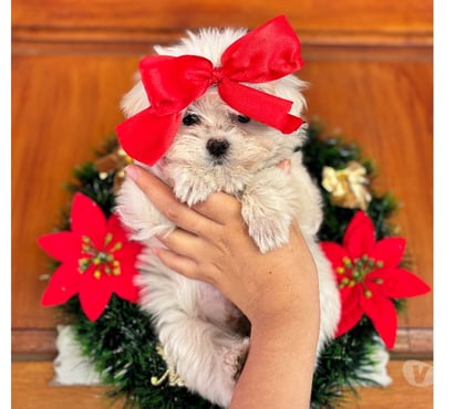 Perros en Venta Las Condes Santiago - Fotos de Hermosos maltes chile ENANOS!