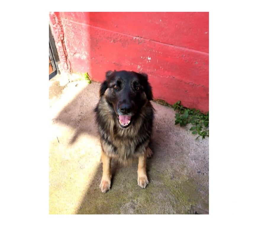 Adopción ed Animales Santiago Santiago - Fotos de AKSHIA, mezcla Pastor Alemán