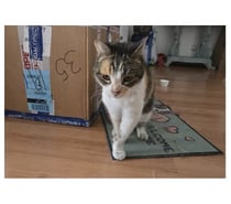 BLASS, gatita Calicó