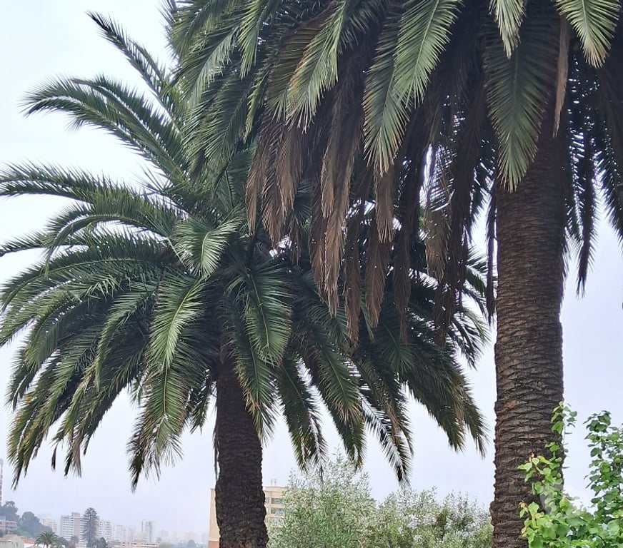 Arriendos Valparaíso Viña del Mar - Fotos de Arriendo casa en Chorrillos Viña del Mar