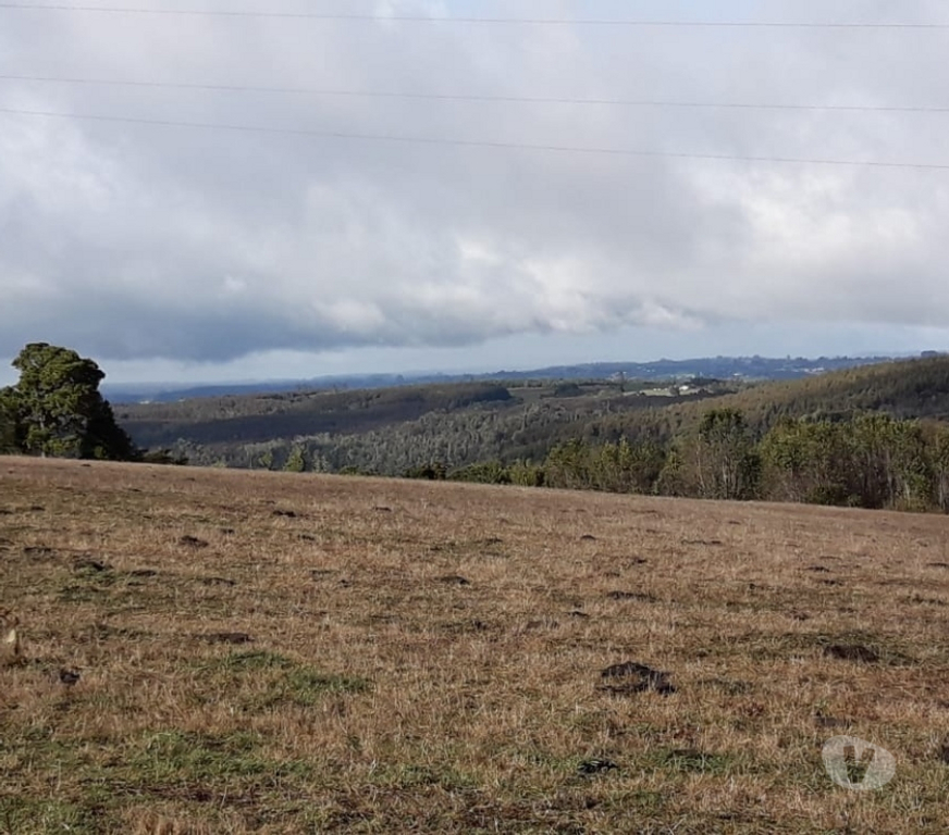 Parcelas en Venta Llanquihue Fresia - Fotos de VENTA DE 17,40 HECTÁREAS EN FRESIA.