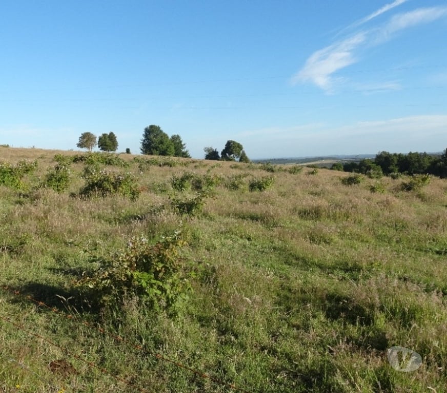 Parcelas en Venta Llanquihue Fresia - Fotos de VENTA DE 17,40 HECTÁREAS EN FRESIA.