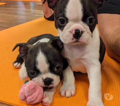 Perros en Venta Concepción Concepción - Fotos de Boston terrier 932535442