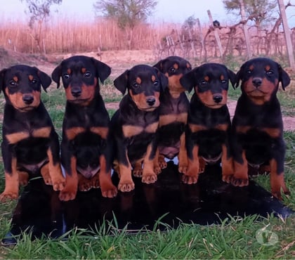 Mascotas en Venta Concepción Concepción - Fotos de Dóberman 932535442