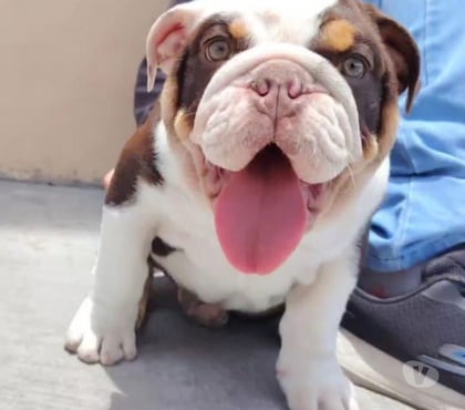 Perros en Venta Antofagasta Antofagasta - Fotos de Bulldog inglés 932535442