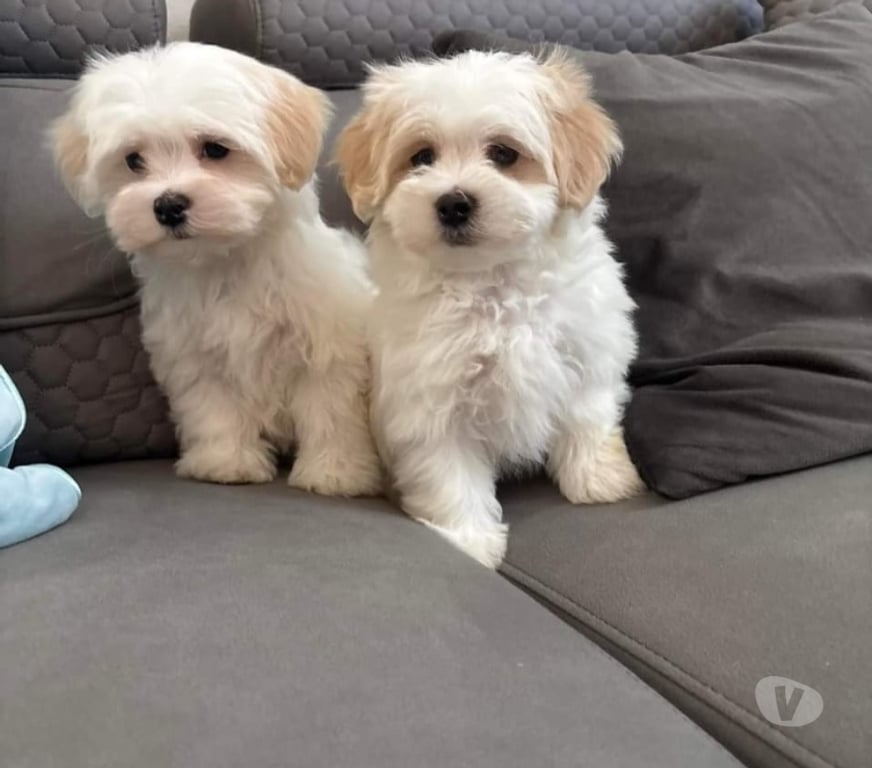 Gatos en Venta Santiago Cerrillos - Fotos de Cachorritas maltes