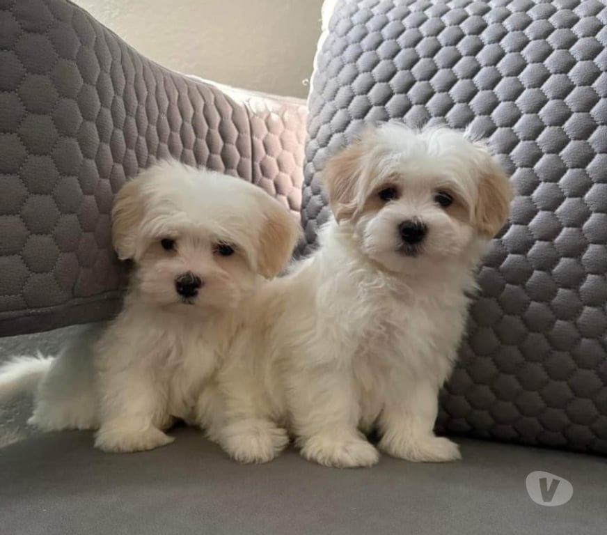 Gatos en Venta Santiago Cerrillos - Fotos de Cachorritas maltes